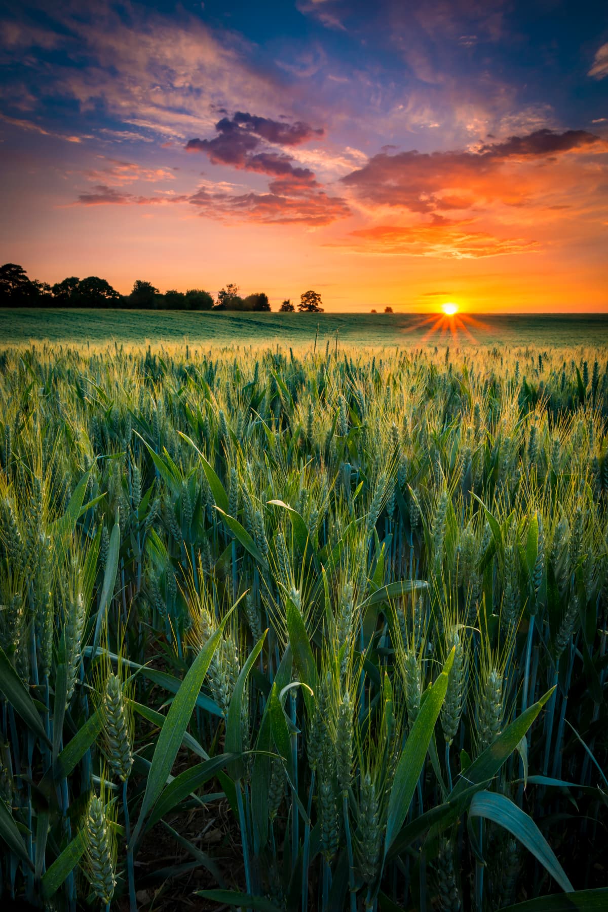 Field of malting barley